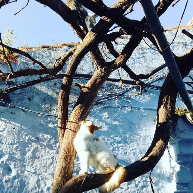 Casa Plasa Grande Chefchaouen Kültér fotó